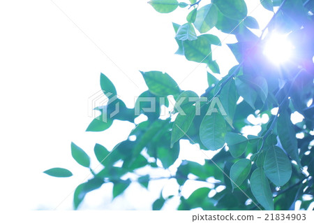 洩漏陽光的新的綠色樹 21834903