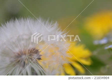蒲公英蒲公英絨毛下來 21834904