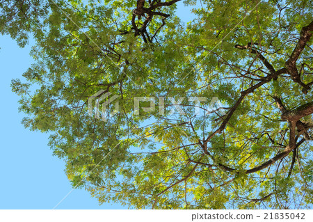 Tree with branch and green leaf 21835042
