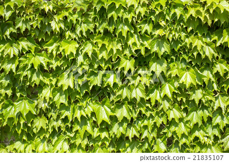 背景材料新鮮的綠色常春藤 21835107