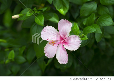 Pink Hibiscus flower Pink Hibiscus flower 21835265