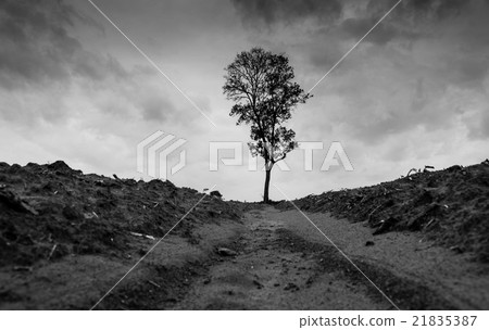 black and white landscape 21835387