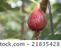 Ijikichu 21835428