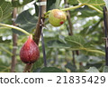 FIG  21835429