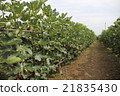 Fig's field 21835430