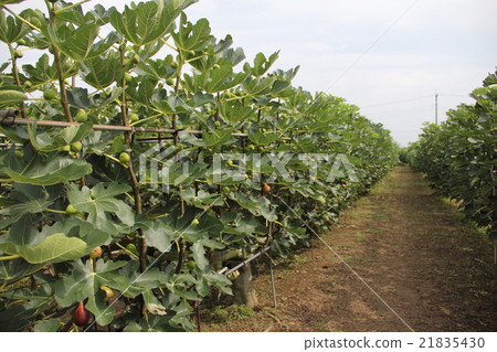 Fig's field Fig's field 21835430