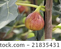FIG  21835431