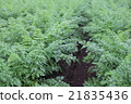 Carrot field 21835436