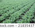 Carrot field 21835437