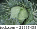 cabbage  21835438
