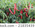 Red pepper 21835439
