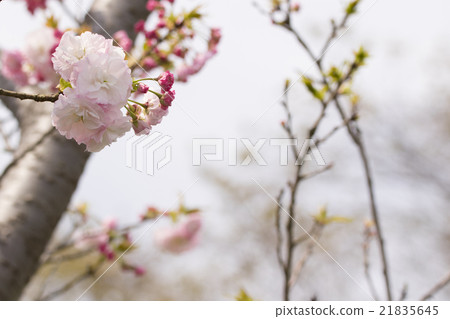 Cold cherry tree 21835645