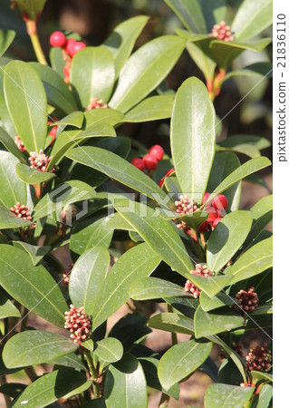 Miyamashikimi 21836110