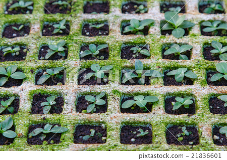 Vegetable seedlings, Thailand Vegetable seedlings, Thailand 21836601
