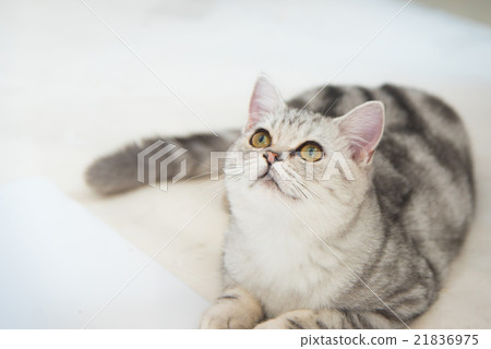 Beautiful cat Beautiful cat 21836975