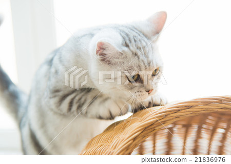 Beautiful cat Beautiful cat 21836976