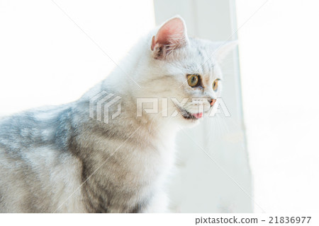 Beautiful cat Beautiful cat 21836977