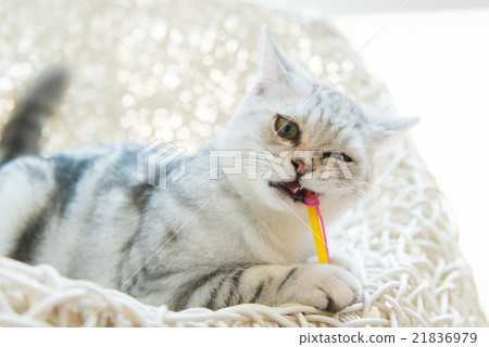 Beautiful cat Beautiful cat 21836979