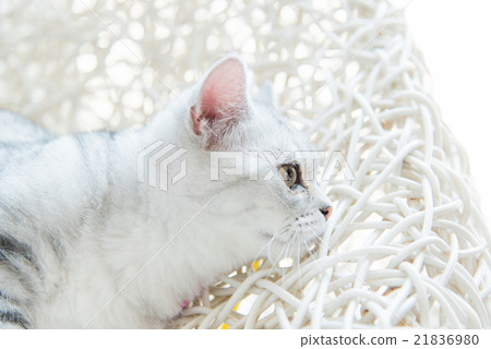 Beautiful cat Beautiful cat 21836980