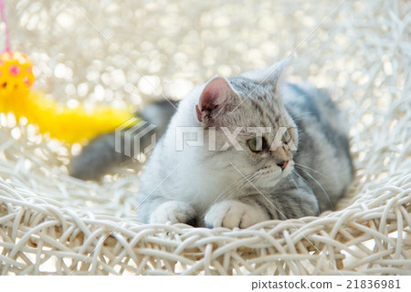 Beautiful cat Beautiful cat 21836981
