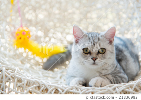 Beautiful cat 21836982