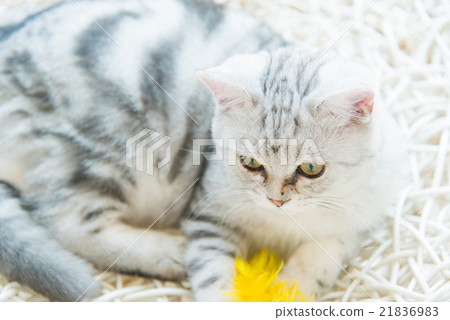 Beautiful cat Beautiful cat 21836983