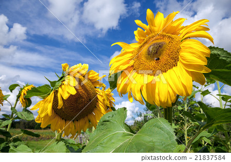Yellow sunflowers in the field against blue sky Yellow sunflowers in the field against blue sky 21837584