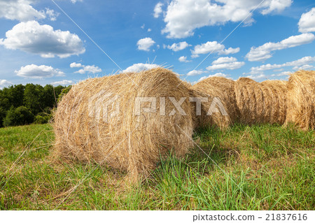 Golden hay bales on field under blue sky   21837616