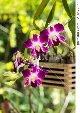 Beautiful dendrobium orchird flower in garden 21837786