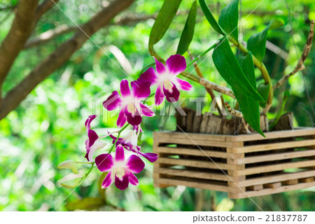 Beautiful dendrobium orchird flower in garden Beautiful dendrobium orchird flower in garden 21837787