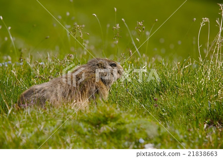 Marmot in it's hole 21838663