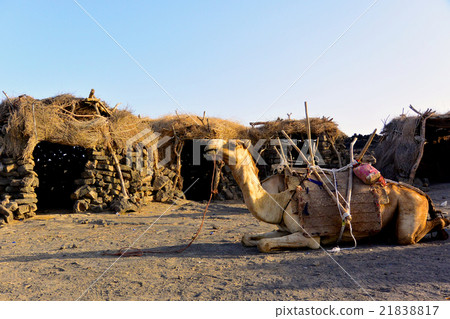 埃塞俄比亞·達納基爾火山之旅·駱駝 埃塞俄比亞·達納基爾火山之旅·駱駝 21838817