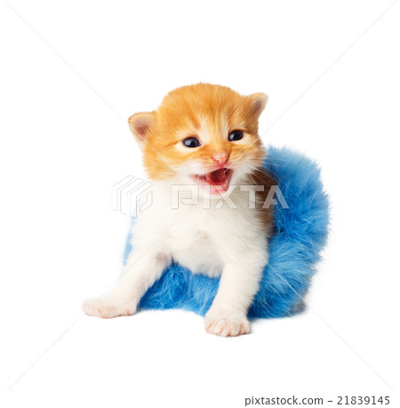 Red orange funny kitten in tutu skirt isolated Red orange funny kitten in tutu skirt isolated 21839145
