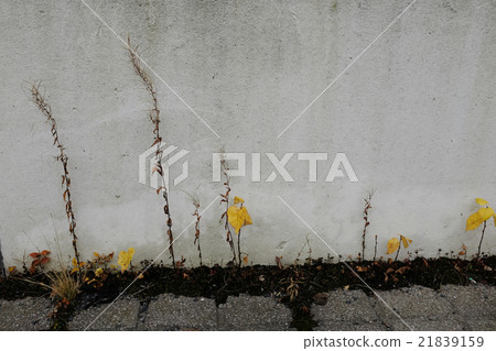withered plants on the background of a concrete 21839159