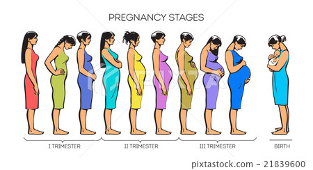 Women Pregnancy Stages - Stock Illustration [21839600] - PIXTA