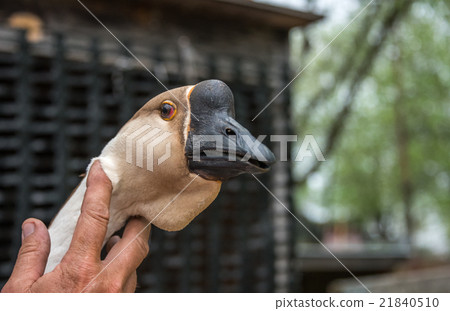 Red-eyed Chinese Goose. Needs more sleep. Red-eyed Chinese Goose. Needs more sleep. 21840510
