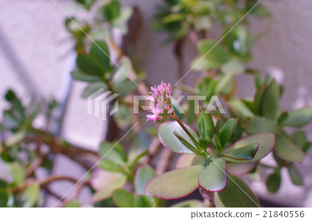 草花花 草花花 21840556