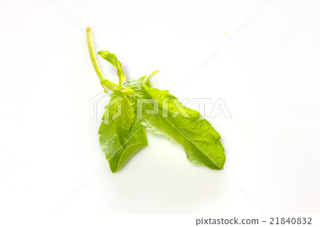 basil leaves on white basil leaves on white 21840832