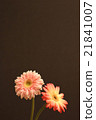 兩輪非洲菊 21841007
