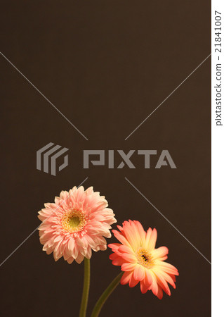 兩輪非洲菊 兩輪非洲菊 21841007