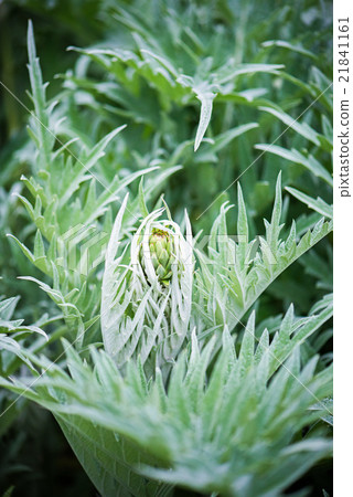 artichoke artichoke 21841161