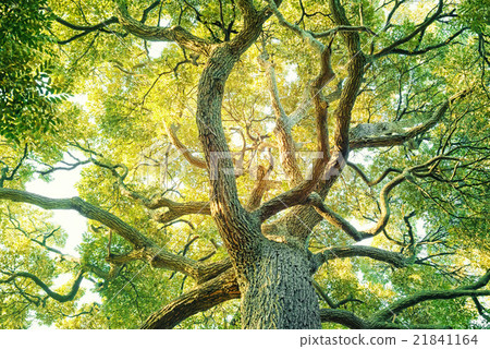 Tree, ecology image 21841164