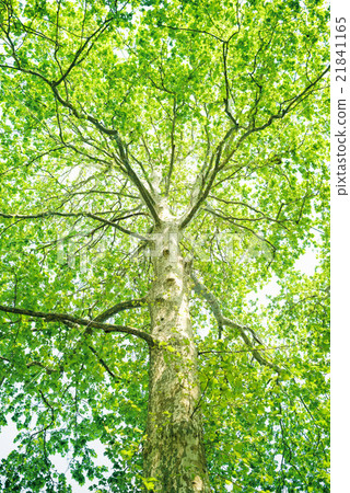 Fresh green Platanus 21841165
