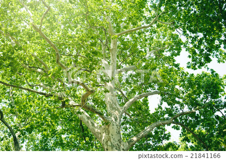 新鮮的綠色法國梧桐 21841166