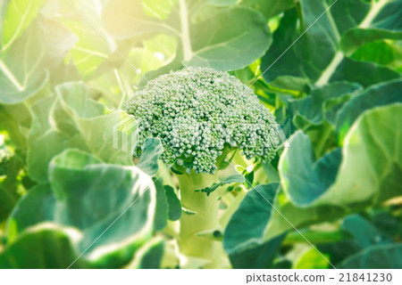Broccoli Broccoli 21841230