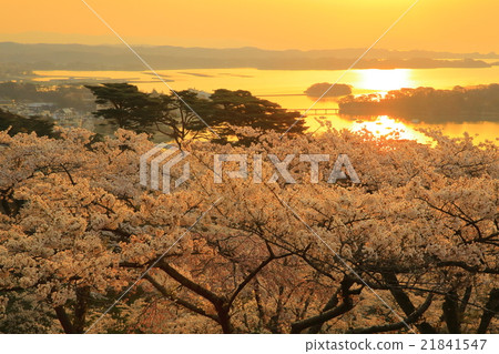 松島公園的櫻花,日本西部松島西樹的回歸 松島公園的櫻花,日本西部松島西樹的回歸 21841547