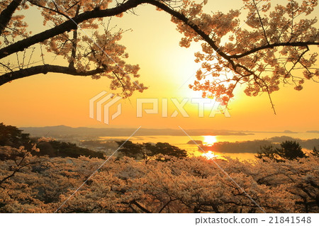 松島公園的櫻花,日本西部松島西樹的回歸 松島公園的櫻花,日本西部松島西樹的回歸 21841548