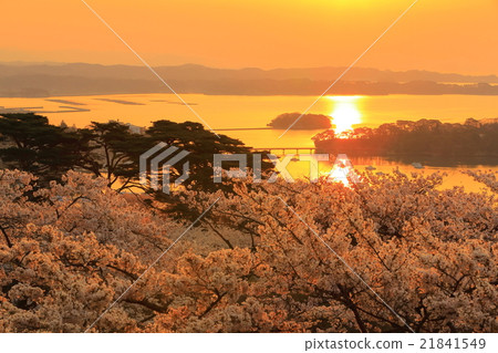 Cherry blossoms at Matsu Park, the return of Western Japan Matsushima Nishiyuki Cherry blossoms at Matsu Park, the return of Western Japan Matsushima Nishiyuki 21841549