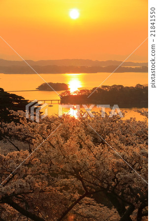 Cherry blossoms at Matsu Park, the return of Western Japan Matsushima Nishiyuki Cherry blossoms at Matsu Park, the return of Western Japan Matsushima Nishiyuki 21841550