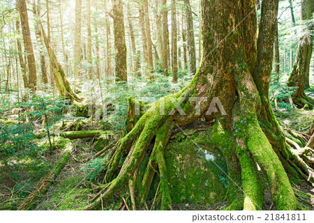 苔蘚森林 苔蘚森林 21841811